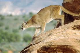 Mountain lion crouching on rock